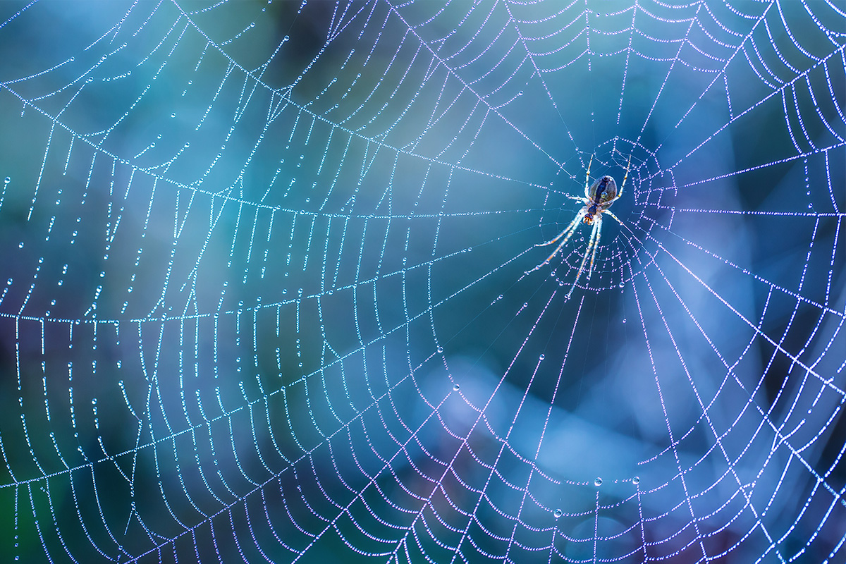 Understanding the Lifespan of Spiders and Why Consistent Treatment is Key